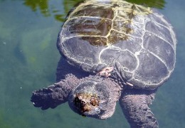 肌醇——魚、蝦飼料的能量補(bǔ)給站！